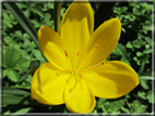 foto Fiori